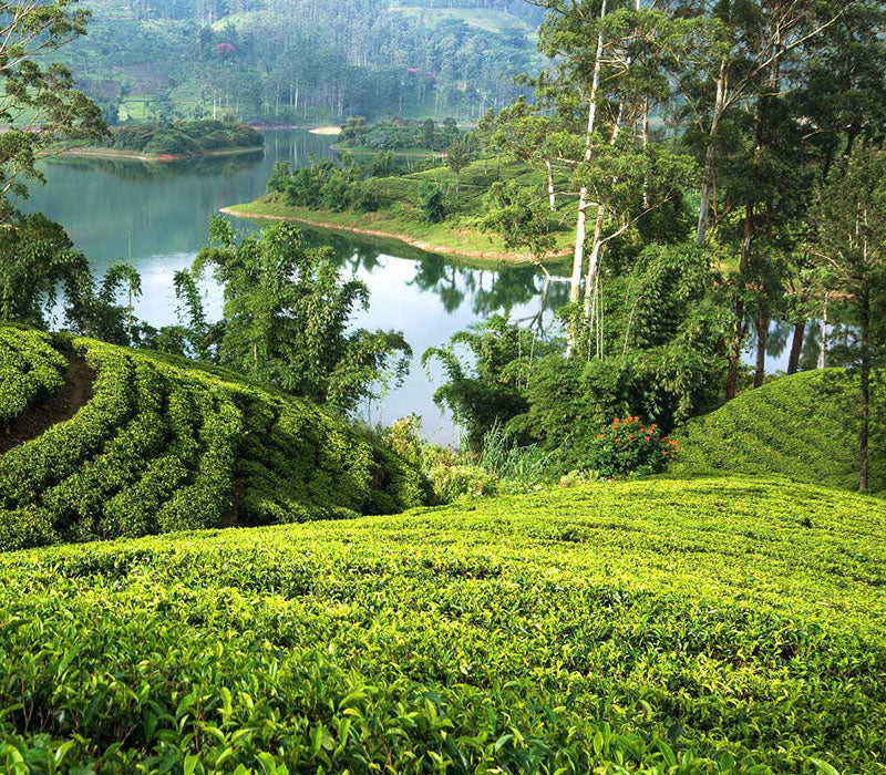 Dimbula tea garden