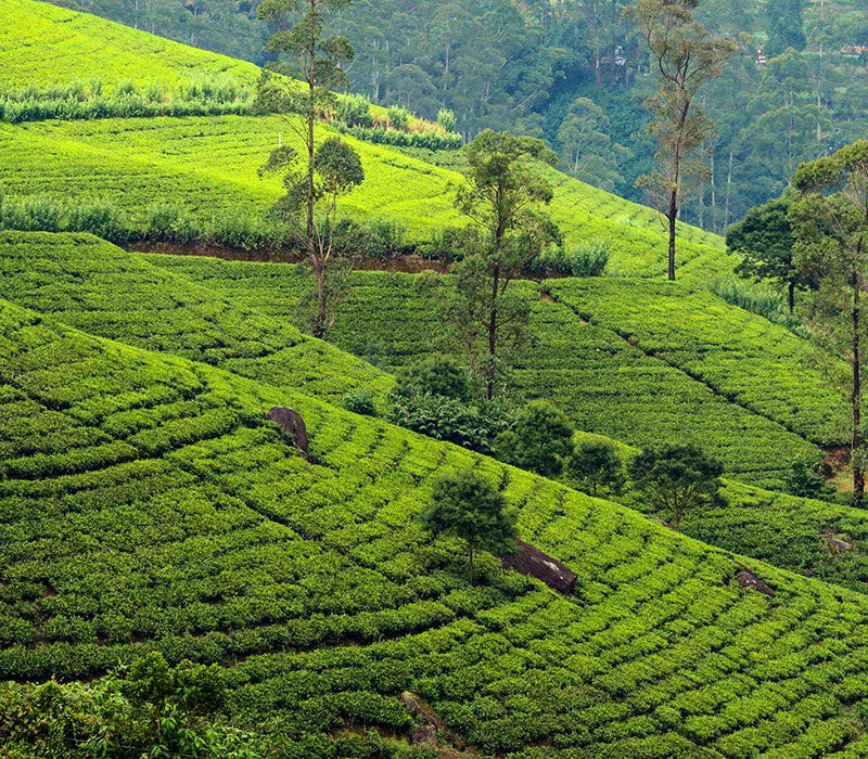 Nuwara Eliya