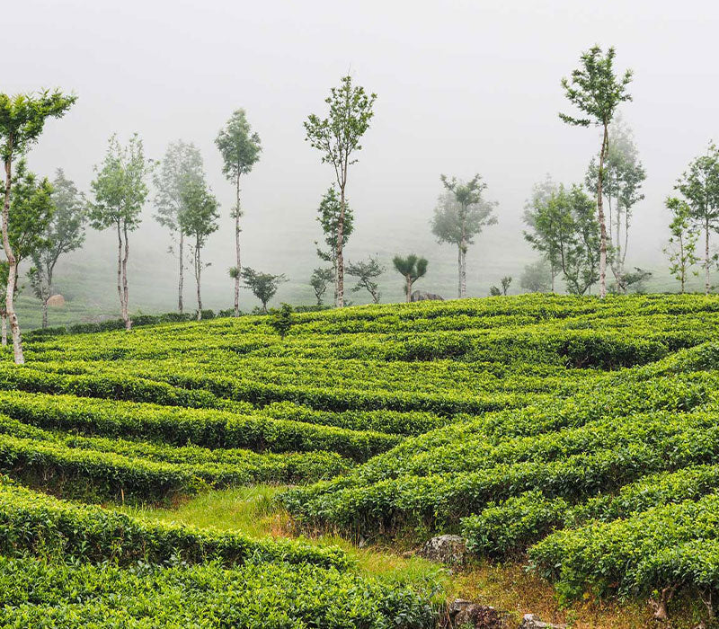 Uva tea garden